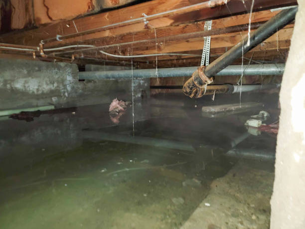 Best Flood damage cleanup  in Arlington Heights, IL
